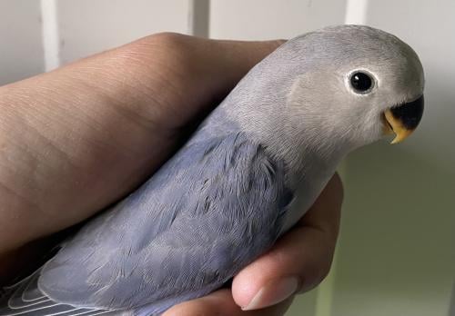 Tamme jonge agapornis roseicollis.