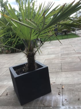 Palm