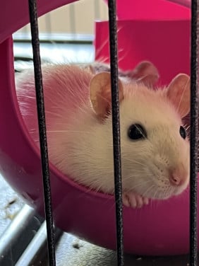 2 jonge tamme ratten incl kooi