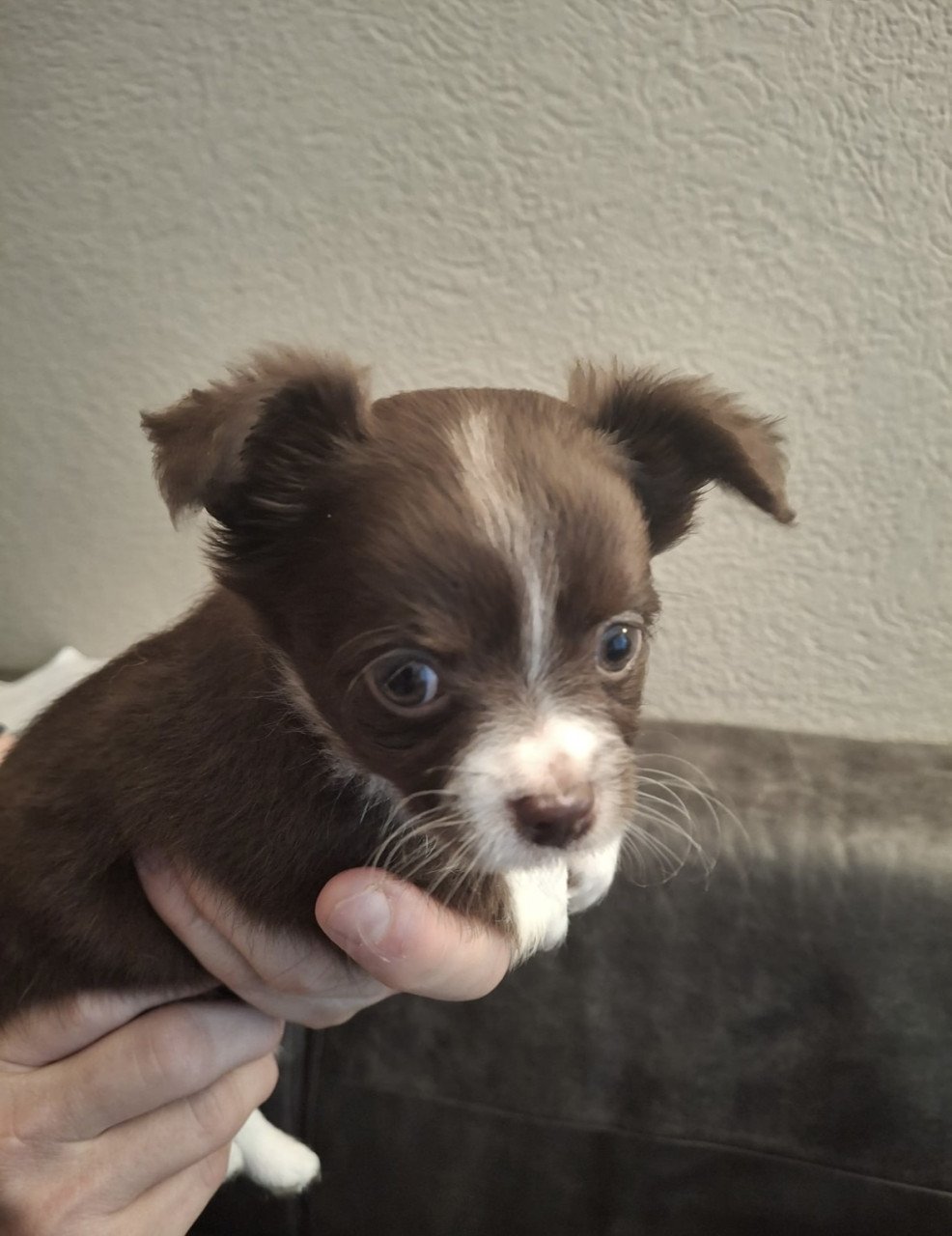 Chihuahua pups te koop