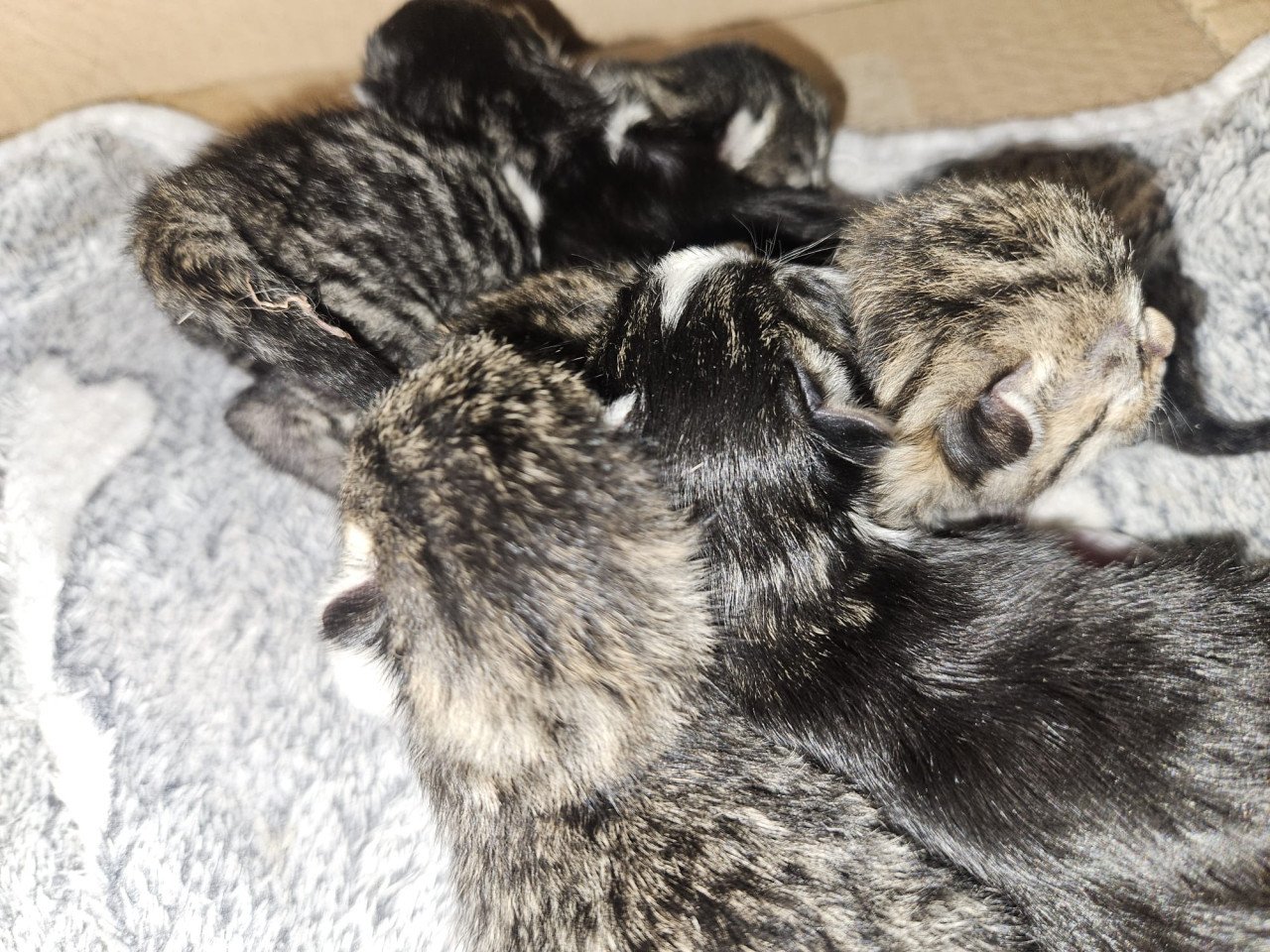 Kittens