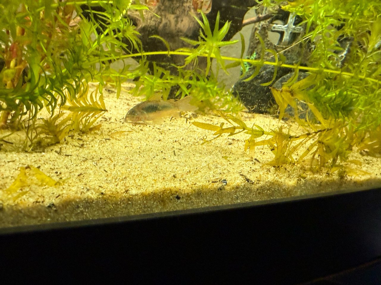 Vissen + aquarium