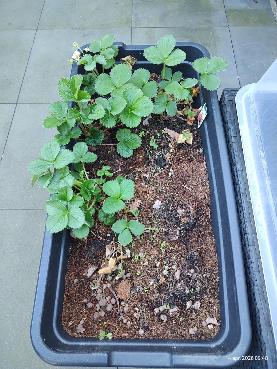 Kweekbak met aardbeien