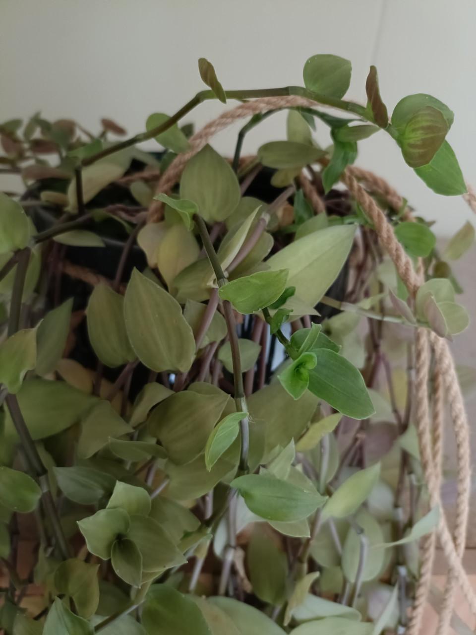 Hangplant meer dan 1 meter