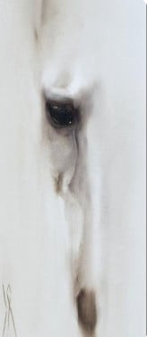 Gezocht: stalling pony