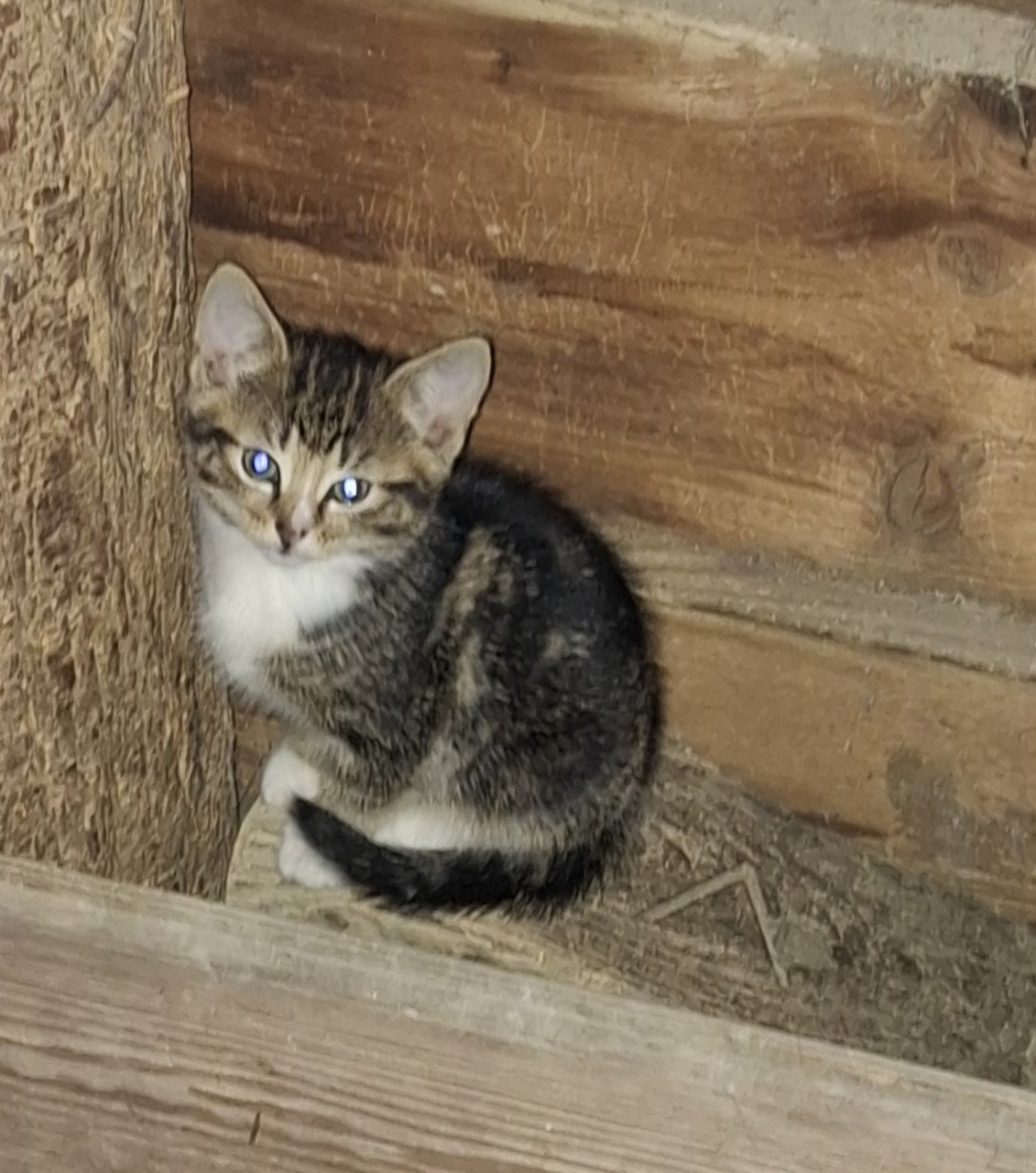 Kittens