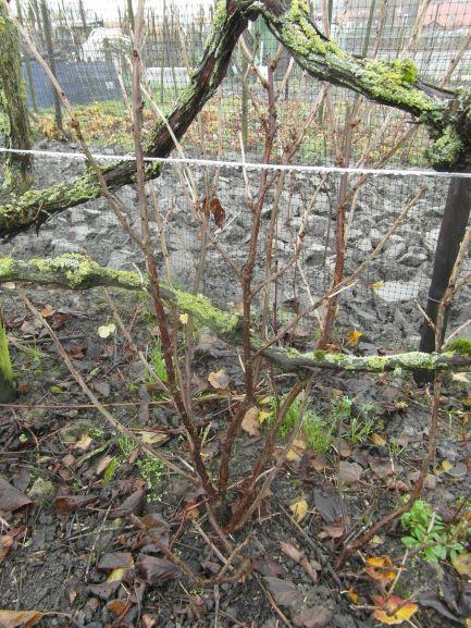 Bramenplanten, bessenstekken, druivenstekken, druivenplanten