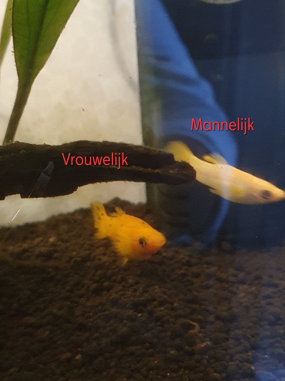 Molly-vis