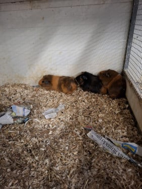 Ruime keuze cavia's en konijnen