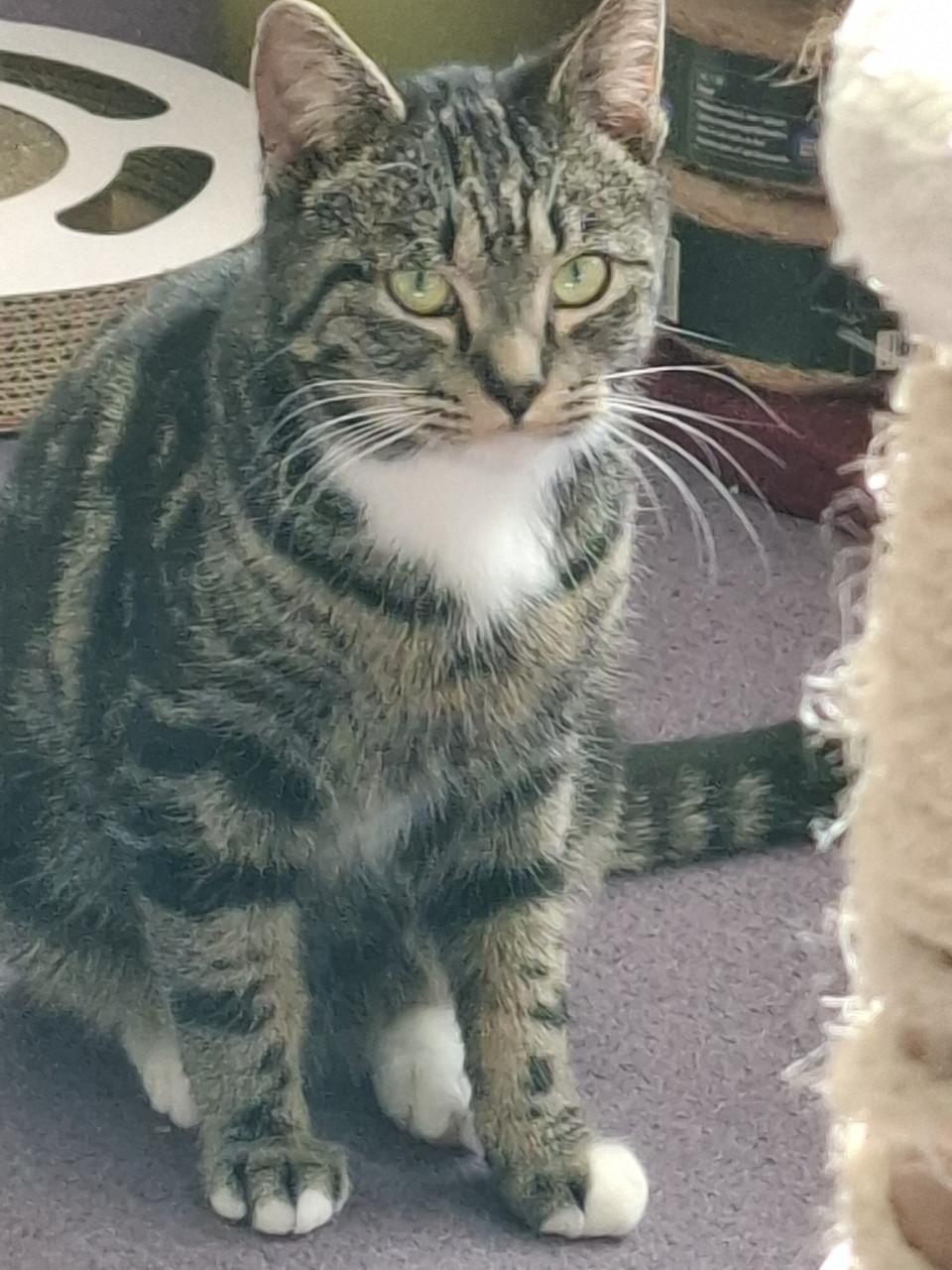 Katertje 8 maanden oud