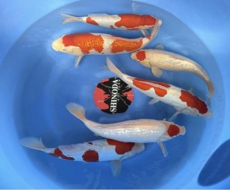 Shinoda nisai batch