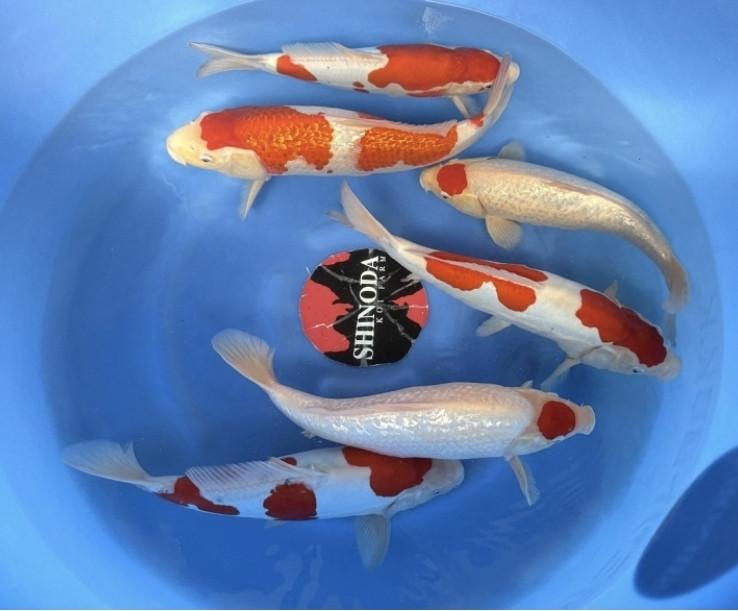 Shinoda nisai batch