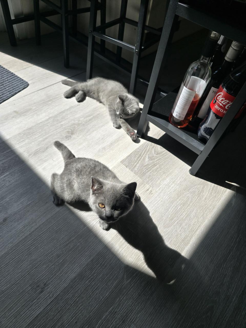 Kitten