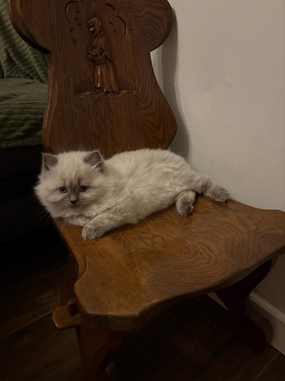 Prachtige ragdoll kittens