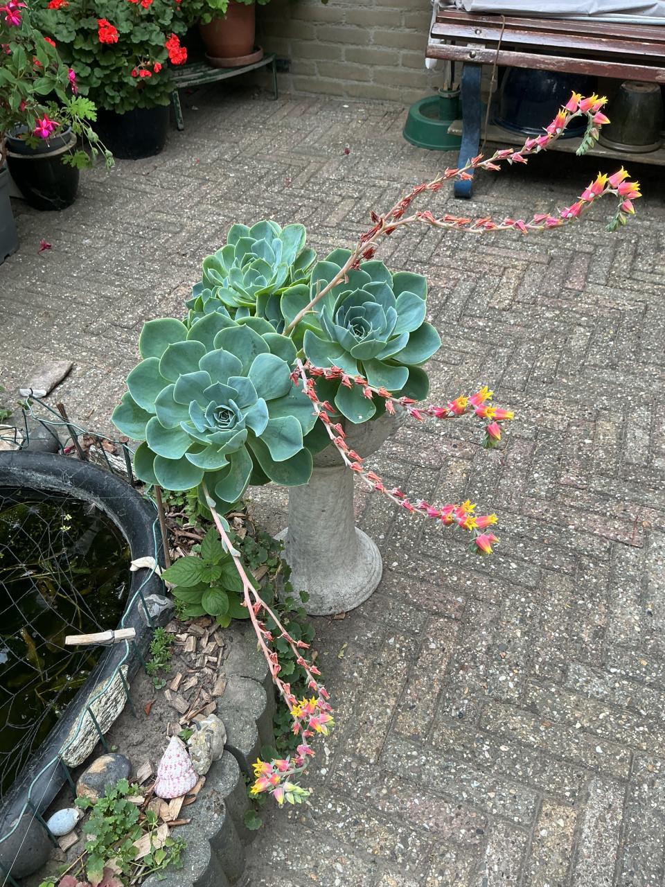 Hele grote vetplant