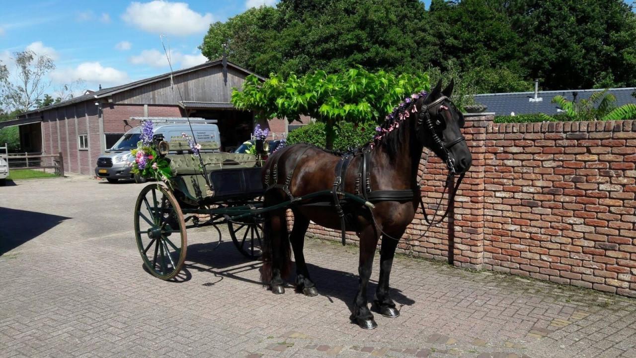 Sjees Friese tilburie