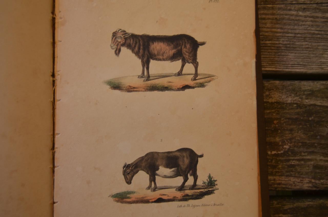 Oeuvres complet de Buffon 1833 fraai!!
