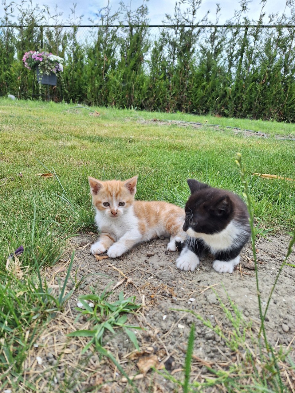 Kittens