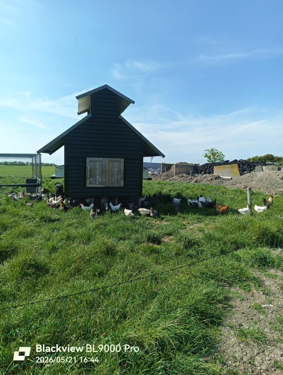 Jonge leg hennen te koop
