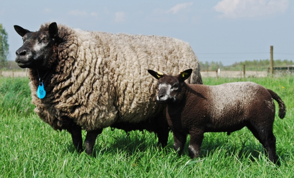 Schaap STOER schapen ram ooi bijna alle rassen
