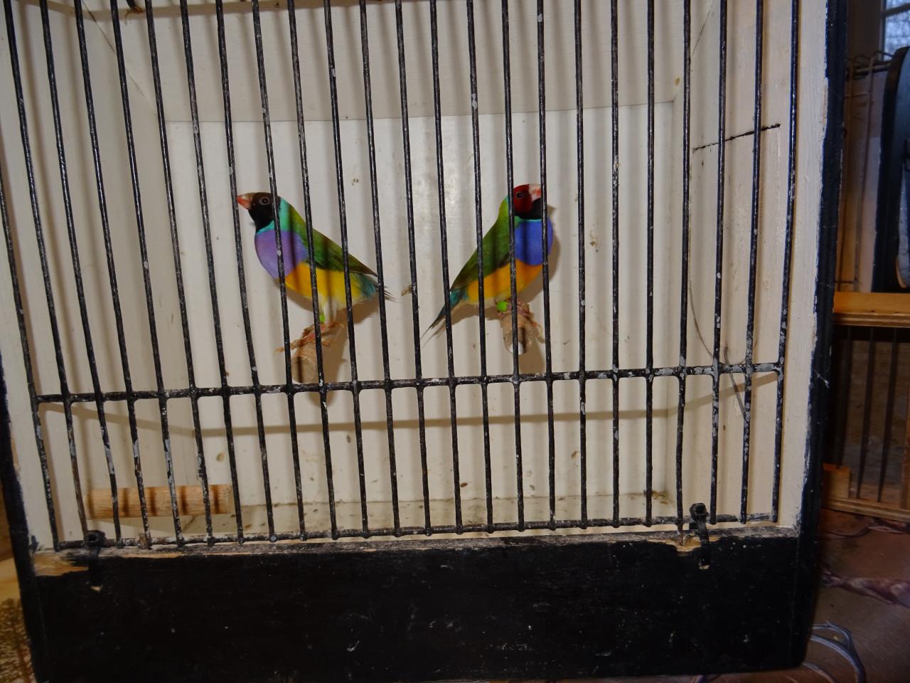 Te koop uit buiten voliere  koppels Gouldamadines onverwant !