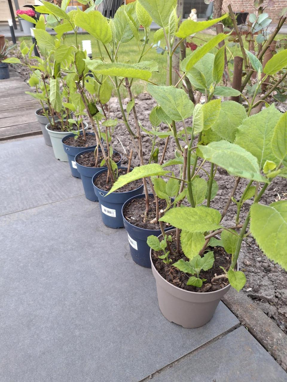 Annabelplant