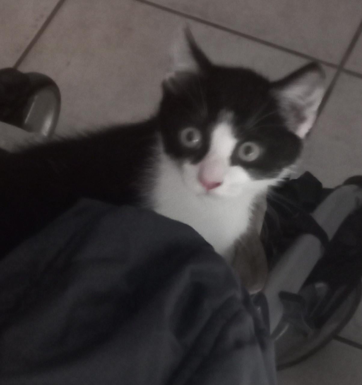 Zwart/ wit kitten kater