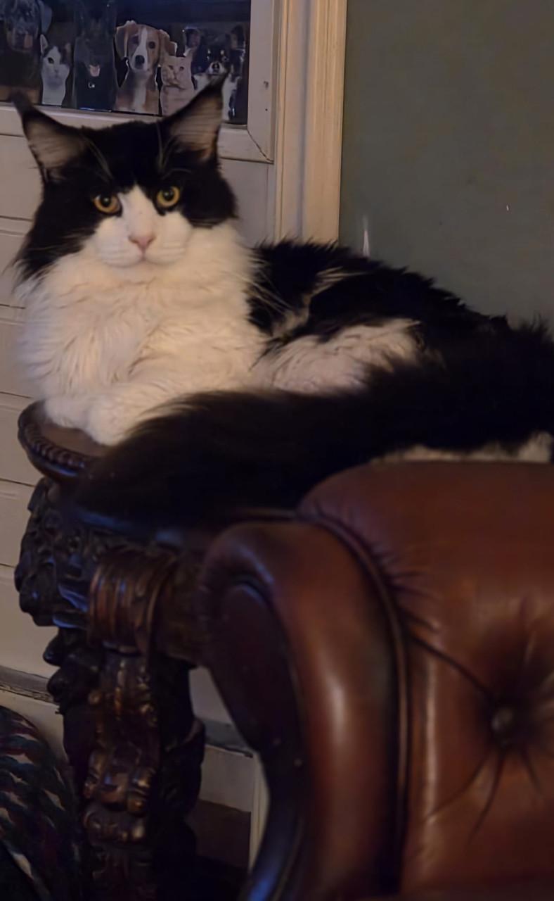 Maine Coon poesje,  spierwit!