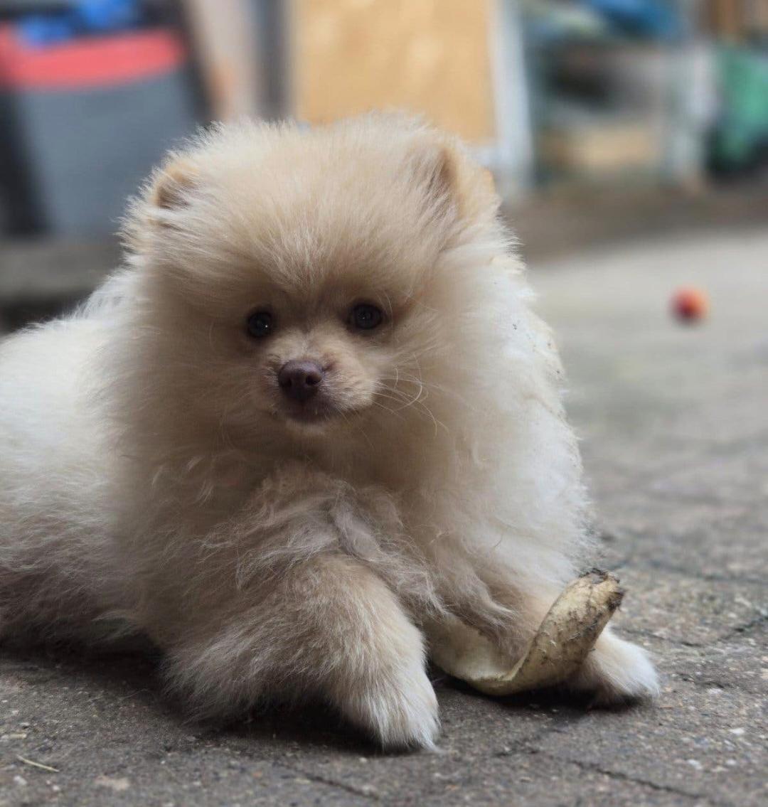 Pomeriaan pup (reutje)