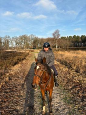 Verzorg paard gezocht