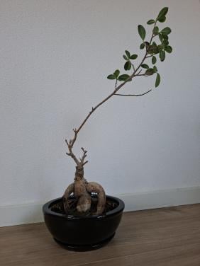 Bonsai boompje in pot