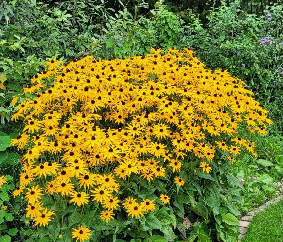 Rudbeckia