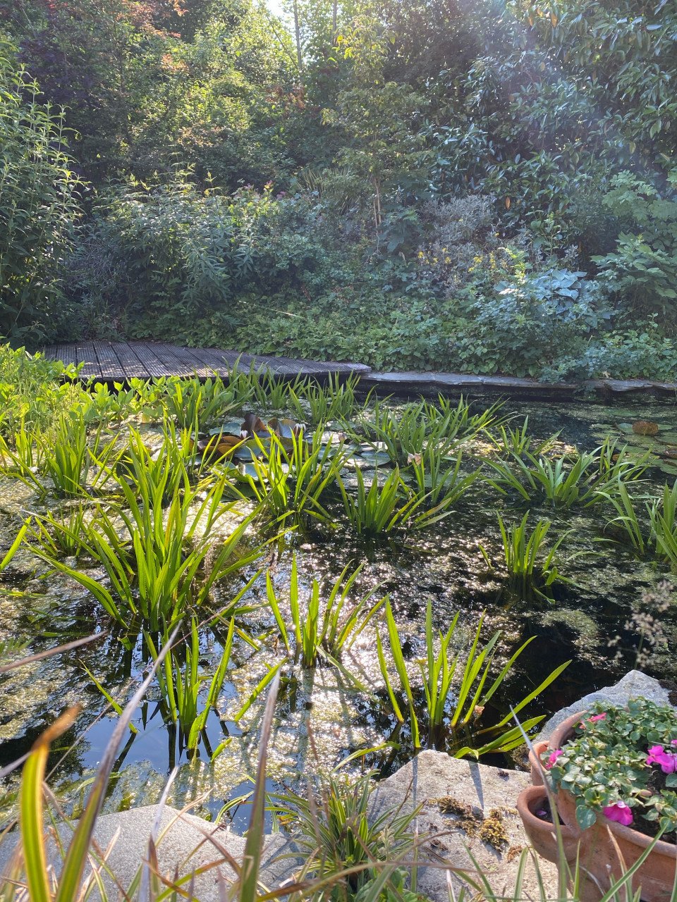 Krabbescheer en waterpest