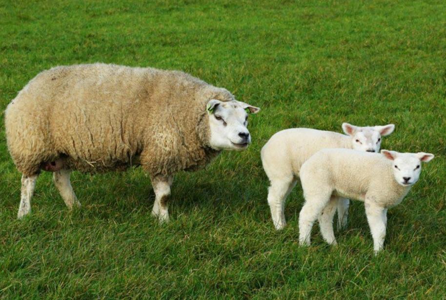 Schaap Stel stelletjes lam lammeren