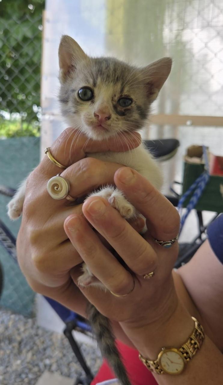 Kattenluik kattenluikje