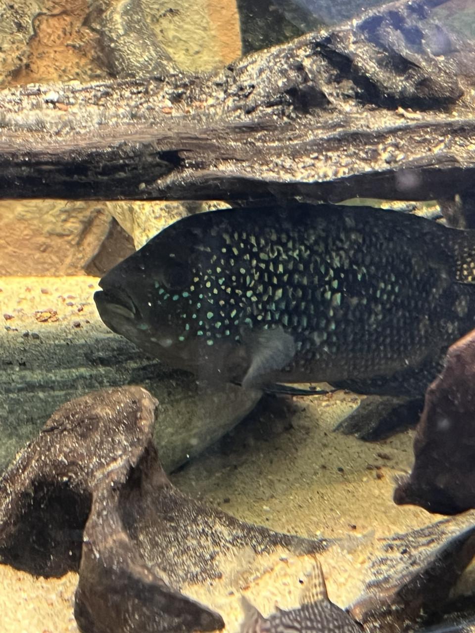 Te koop Jack Demsey cichliden man