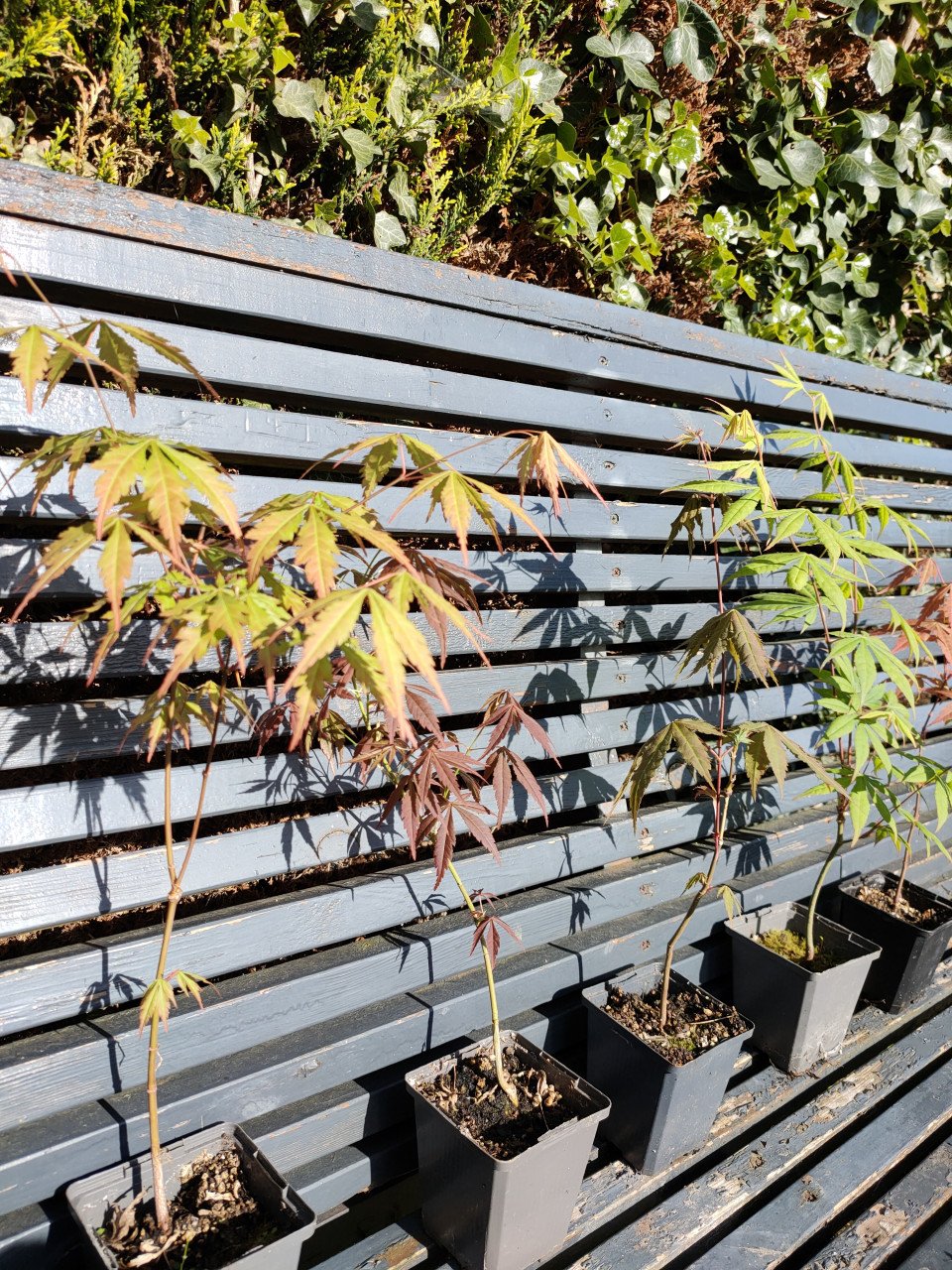 Japanse esdoorn, Acer palmatum