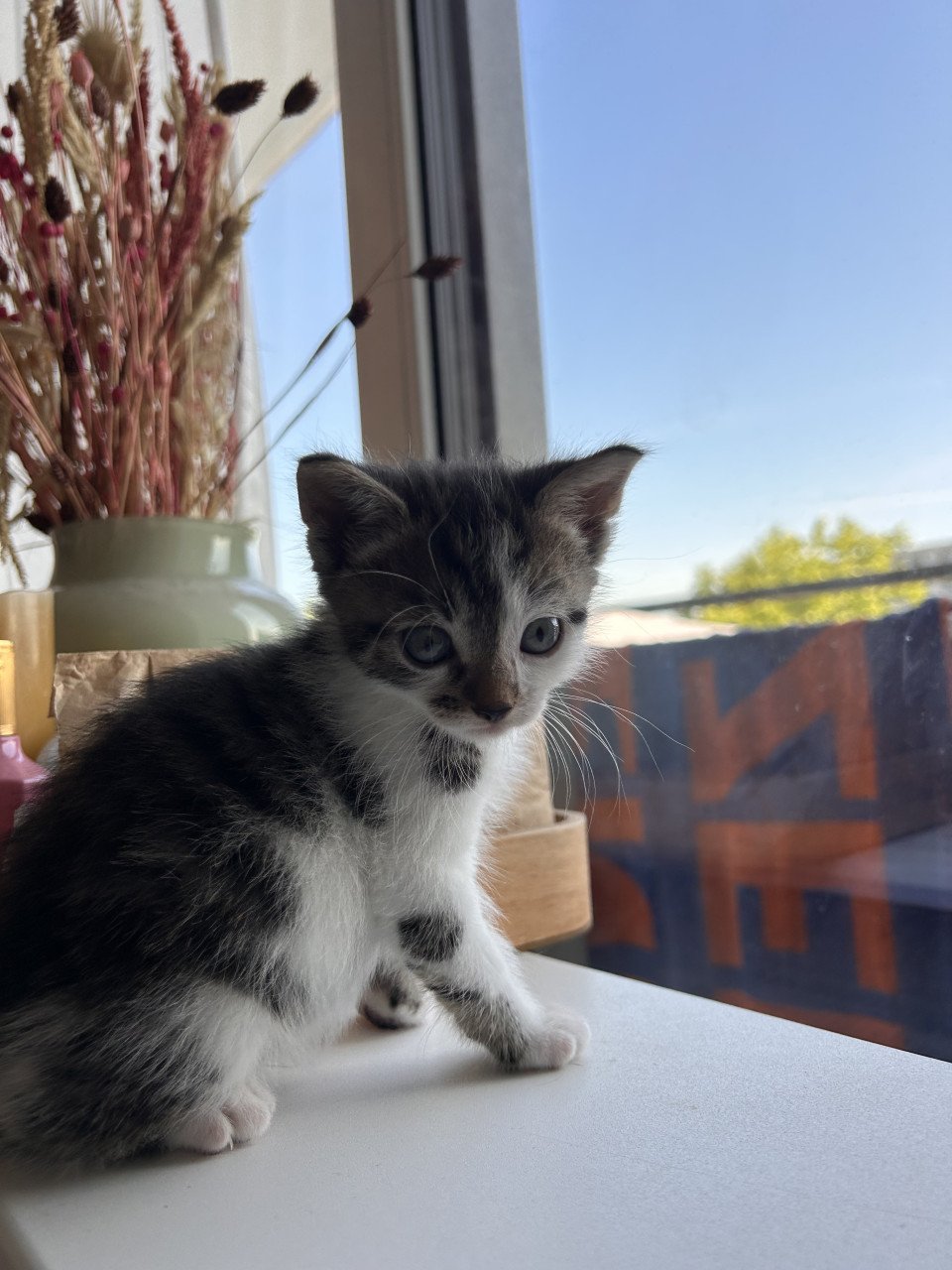 2 lieve kittens te koop geboren op 10 mei