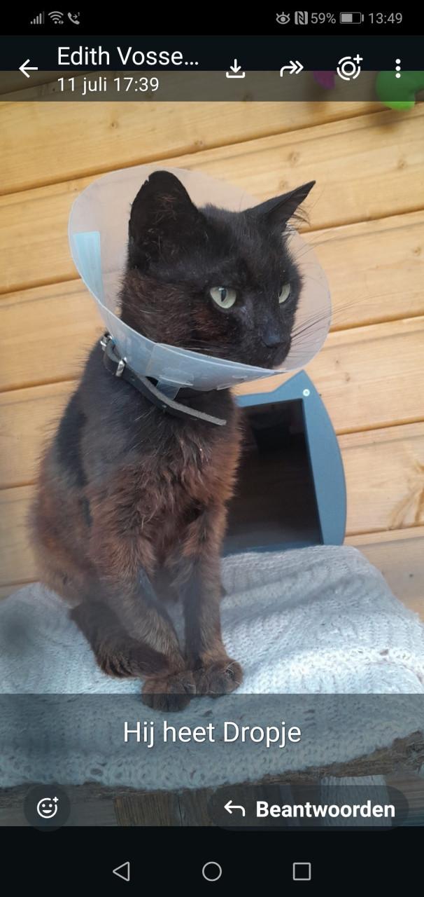 Kattenluik kattenluikje
