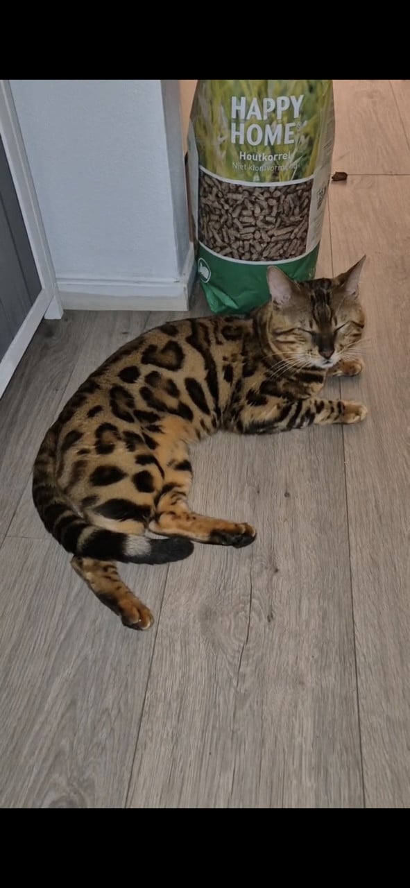 Bengaalse kater te koop