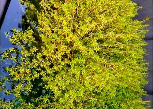 Vijverplanten zuurstof en filtering.