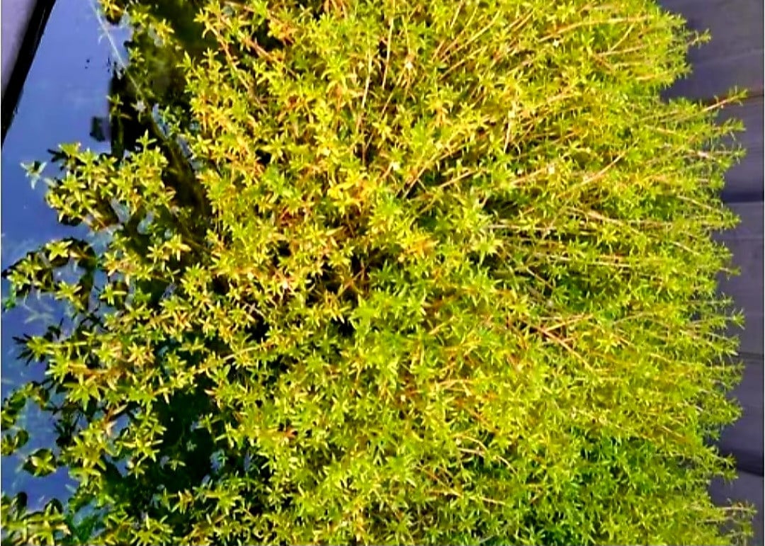 Vijverplanten zuurstof en filtering.