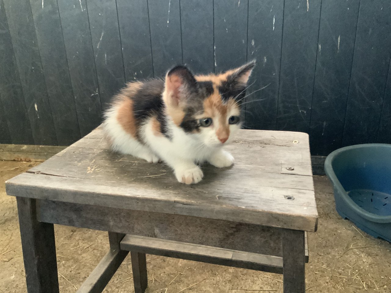 Kitten
