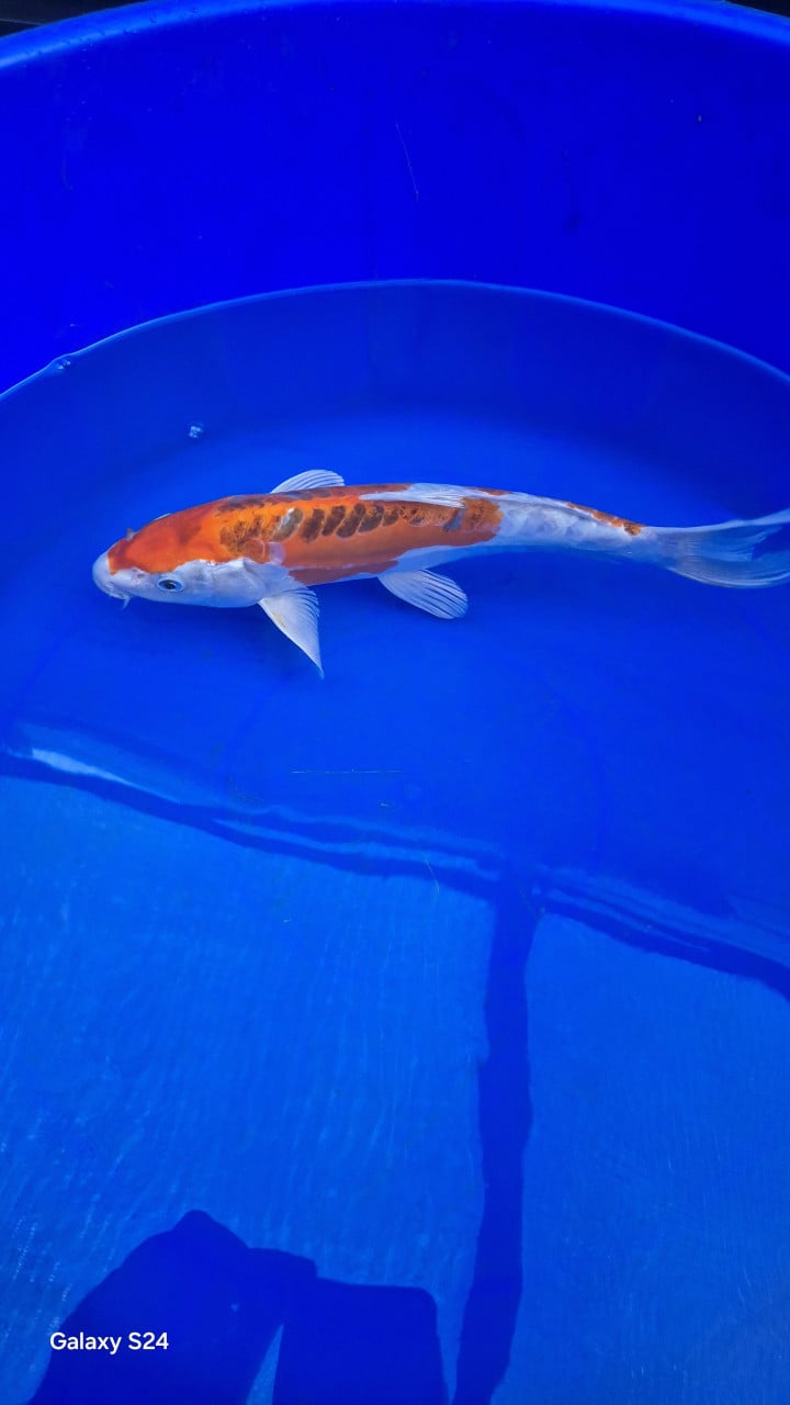 Doitshu koi