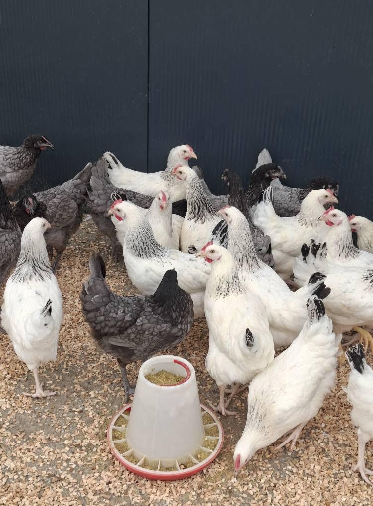 3 dagen 20% KORTING OP ALLE LEVENDE PLUIMVEE en meer...