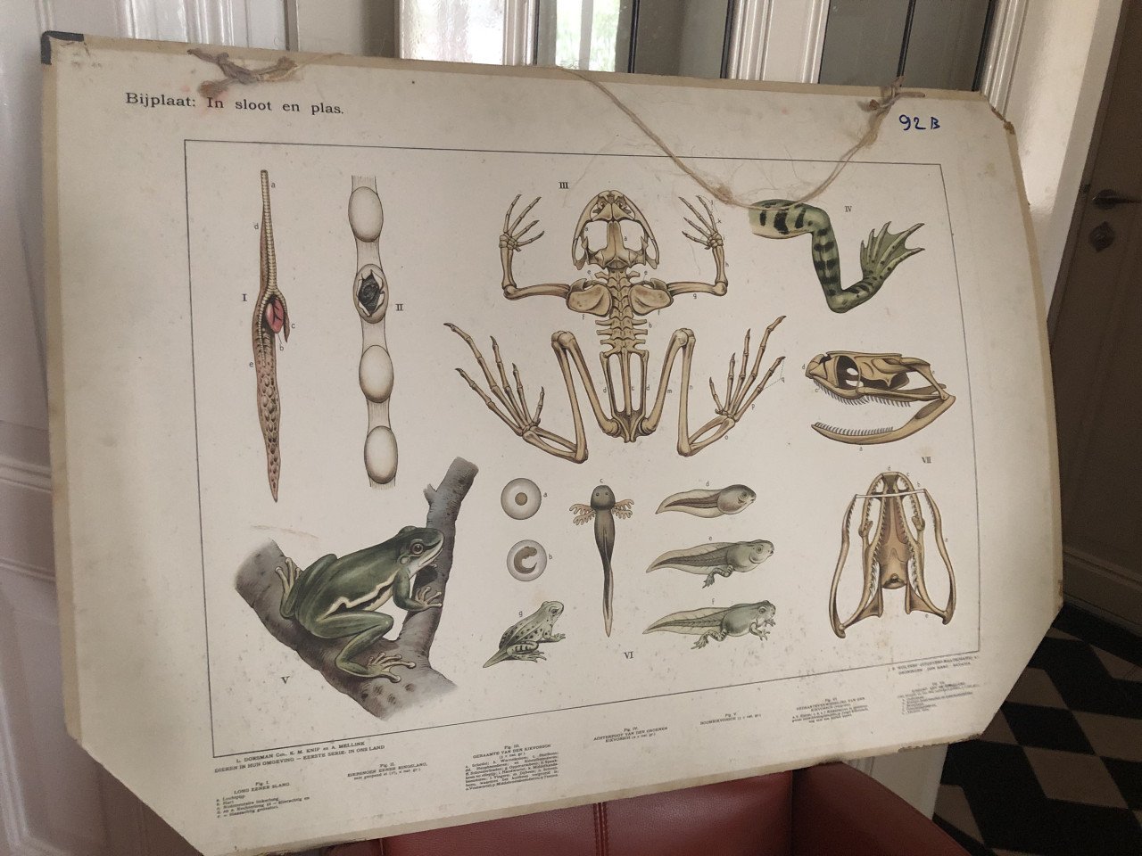 Wandplaten / oude schoolplaten BIOLOGIE