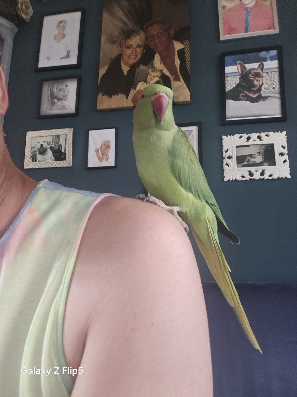 Zeer lieve halsband parkiet  vrouw met volière zand en voer