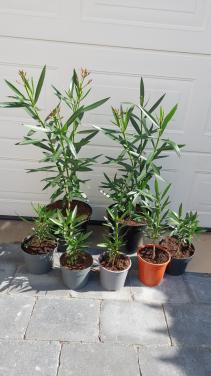 Oleanders