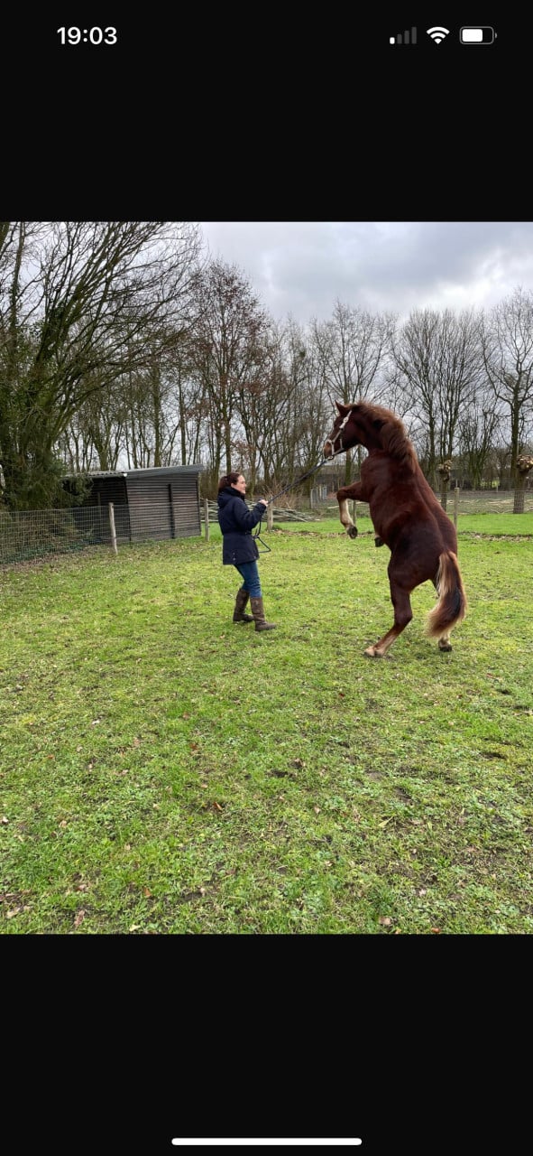 # Equi Pride # grondwerk, NH, rijden, gedrag etc.