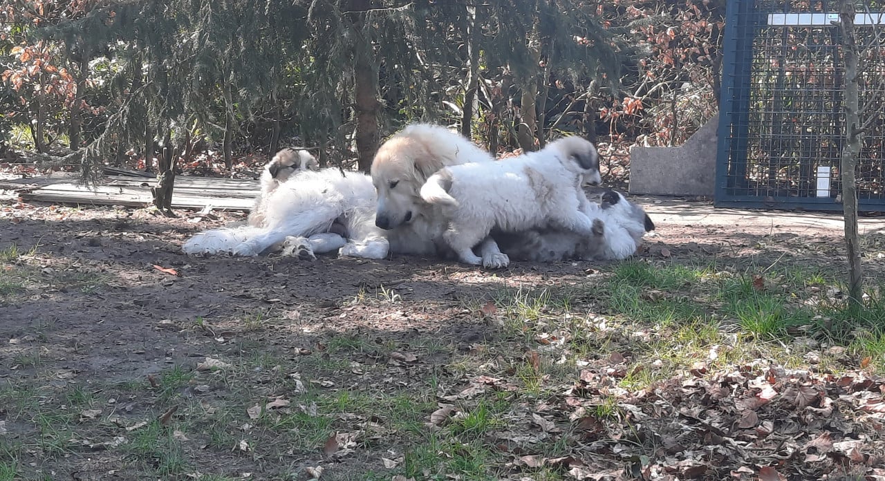 Pyreneese Berghond pups